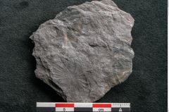 Foto (Detailansicht) von Plantae indet.  (NHMW-GEO-2024-0188-11542)